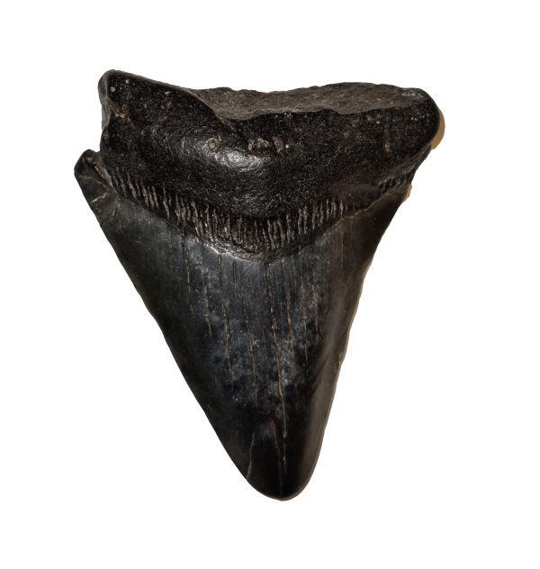 Megalodon Zahn 4,5 cm