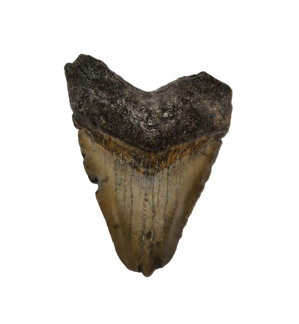 Megalodon Zahn 3,6 cm