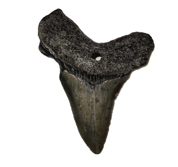 Megalodon Zahn 4,5 cm