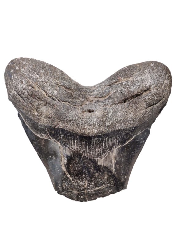 Megalodon Zahn 13 cm