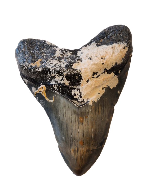 Megalodon Zahn 10,5 cm