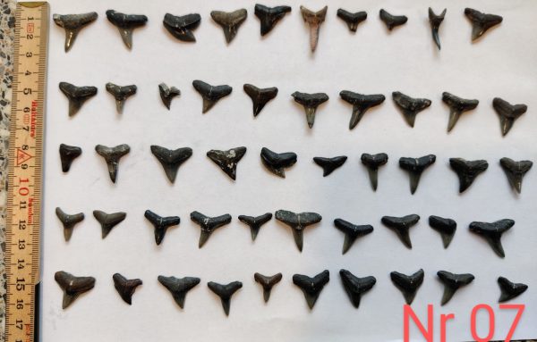 50 Fossile Haizähne Nr. 7