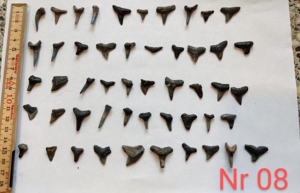 50 Fossile Haizähne Nr. 8