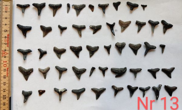 50 Fossile Haizähne Nr. 13
