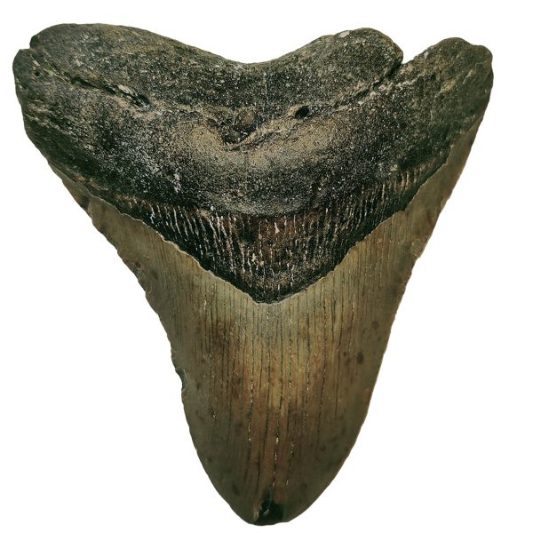 Megalodon Zahn 12,9 cm