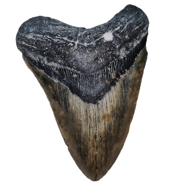 Megalodon Zahn 12,4 cm