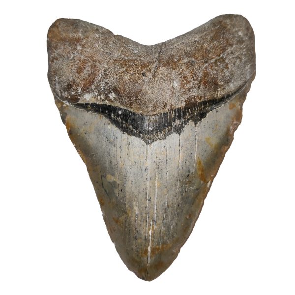 Megalodon Zahn 12,4 cm