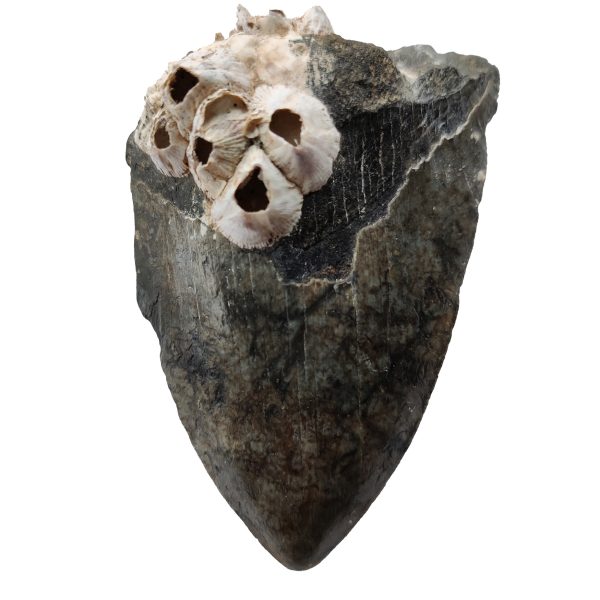 Megalodon Zahn 10,1 cm